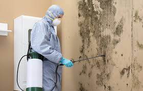 Why You Should Choose Our Mold Remediation Services in Milaca, MN